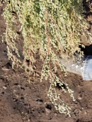 Chenopodium desiccatum