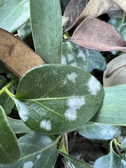 Erysiphaceae