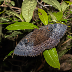 Erebus walkeri