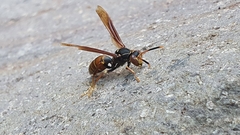 Polistes buyssoni