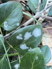 Erysiphaceae
