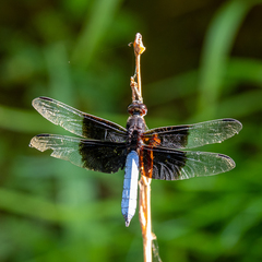 Thermorthemis madagascariensis