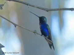 Heliomaster furcifer