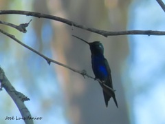 Heliomaster furcifer
