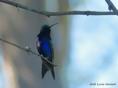 Heliomaster furcifer