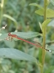 Oxyagrion terminale