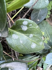 Erysiphaceae