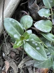 Erysiphaceae