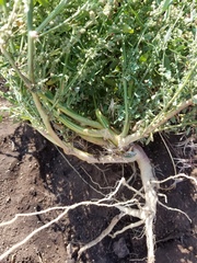 Chenopodium desiccatum