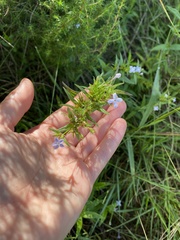 Conostomium natalense
