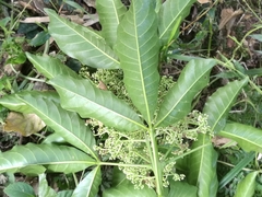 Melicope semecarpifolia
