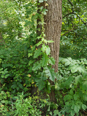 Lactuca canadensis
