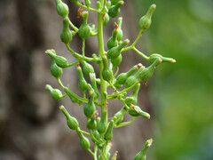 Lactuca canadensis