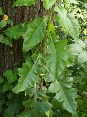 Lactuca canadensis