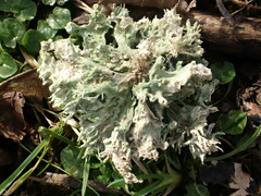 Ramalina canariensis