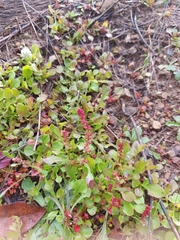 Rumex bucephalophorus