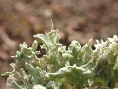 Ramalina canariensis