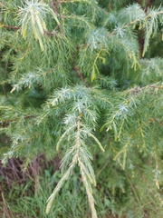 Juniperus cedrus