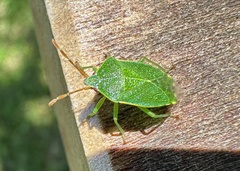 Sinopla perpunctatus