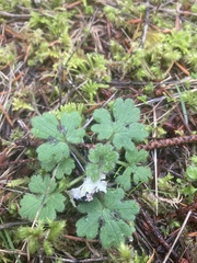Ranunculus occidentalis