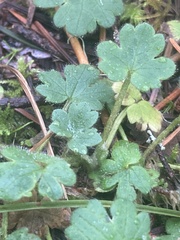 Ranunculus occidentalis