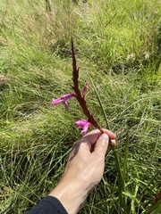 Watsonia densiflora
