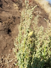 Chenopodium desiccatum