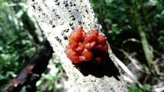Tremella rubromaculata