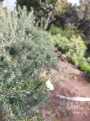 Chamaecytisus prolifer