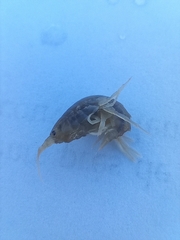 Gammarus roeselii