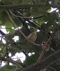 Cyanistes teneriffae teneriffae