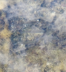 Mugilidae
