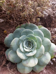 Aeonium aureum