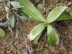 Saponaria officinalis