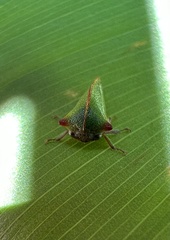 Alchisme rubrocostata