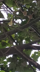 Cyanistes teneriffae teneriffae