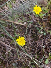 Andryala pinnatifida