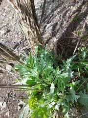 Andryala pinnatifida