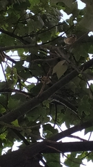 Cyanistes teneriffae teneriffae