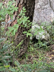 Cryptolepis delagoensis
