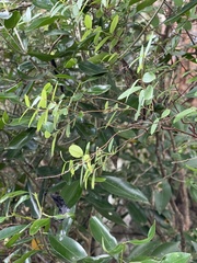Cryptolepis delagoensis