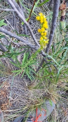 Solidago chilensis