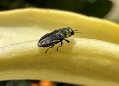 Bilyaxia concinna