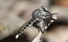 Promachus nigrialbus