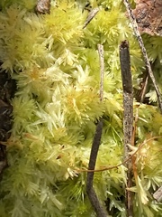 Sphagnum strictum