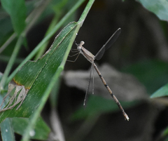 Lestes nodalis