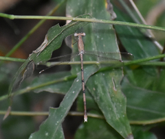 Lestes nodalis