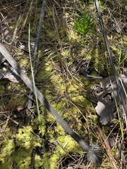 Sphagnum strictum