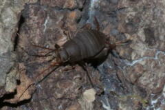 Myrmecophilus pergandei