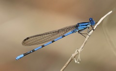Argia tarascana